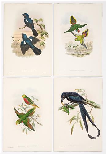 (BIRDS.) John Gould. Selection of 45 hand-colored lithographed plates from Gould's Hummingbirds and Birds of New Guinea.